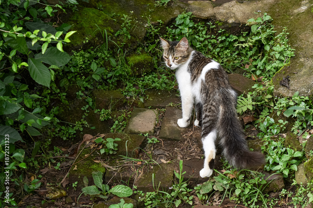 Obraz premium Wild cat, Domestic cat, Felis silvestris