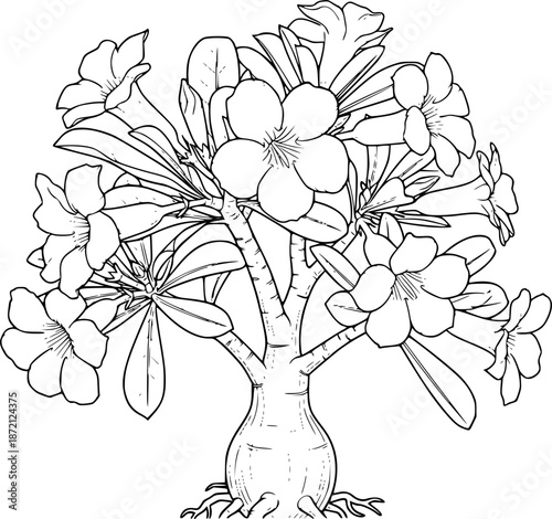 Desert Rose Plant with Multiple Blooms and Foliage for Botanical Study, Gardening, and Nature Illustration – Black and White Vector Illustration
