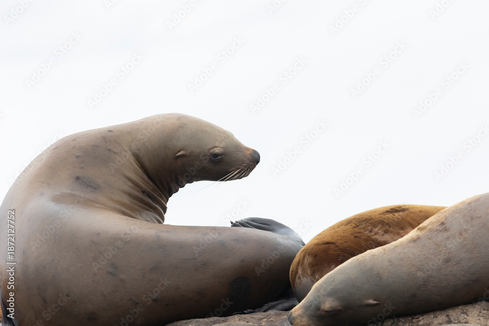 Fototapeta premium Steller sea lion's rookery. Nevelsk, Sahalinskaya Oblast, Russia