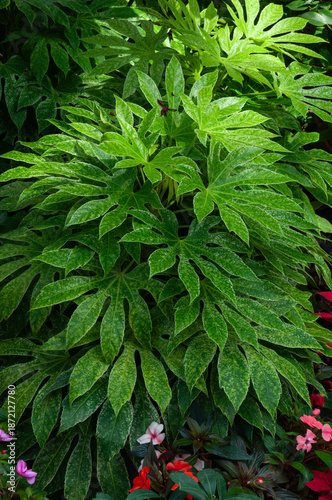 Fotografie Decorative Fatsia japonica leaves filling the frame