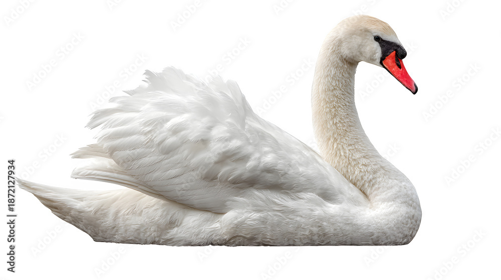 Fototapeta premium White swan sitting isolated on white background