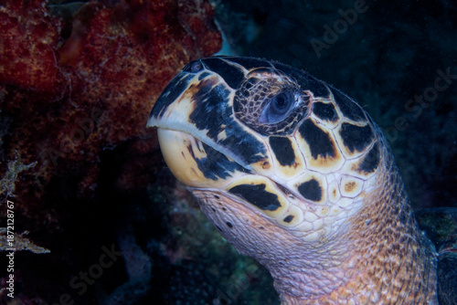 Tortue marine en gros plan
