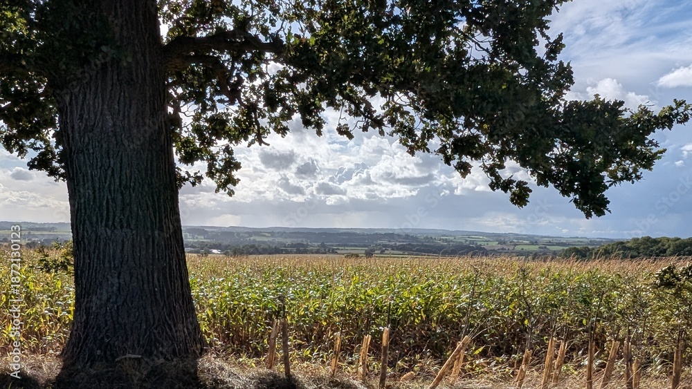 Fototapeta premium Horizon behind trees and crops 