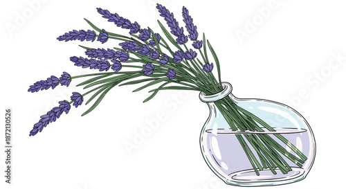 Beautiful bunch of purple lavender flowers arranged in a round glass vase filled with water against a clean white background.