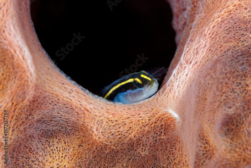 Petit poisson dans corail cheminée