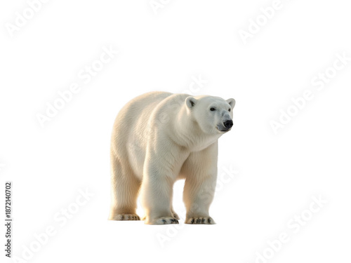 Polar bear standing and looking to the side isolated on transparent background