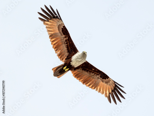 Kite in flight