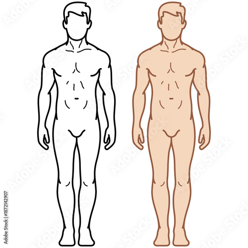 Front view of male body silhouettes in two styles, linear black outline and flat color vector illustration. Universal human anatomy template for medical, fitness and healthcare design.