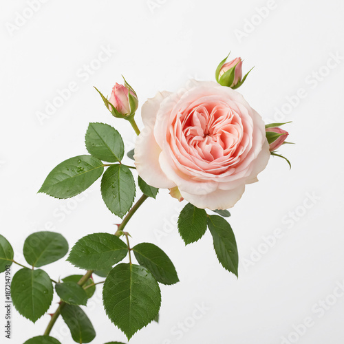 Pink rose flower image.