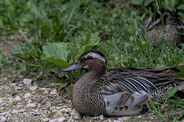 canada goose branta canadensis