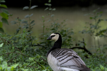 canada goose on the beach