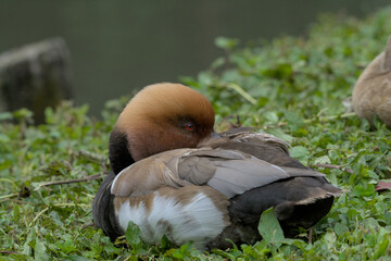 duck and ducklings
