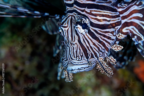 Poisson scorpion