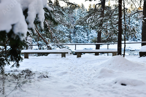 snow covered trees in winter