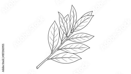Hand drawn bay leaf branch sketch in engraving style isolated on white background for culinary and herbal design.