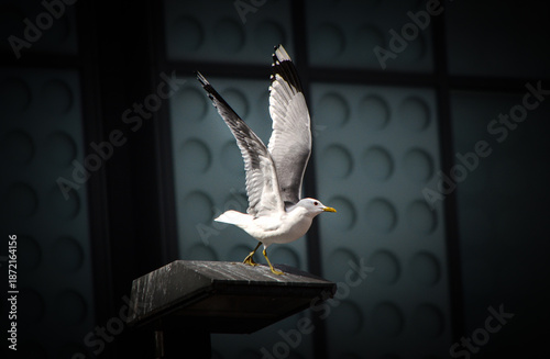 seagull in flight