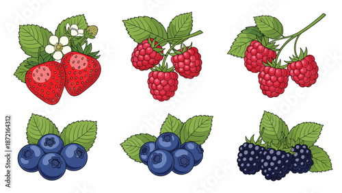 Set of hand drawn illustrations featuring strawberries, raspberries, blueberries, and blackberries with green leaves on white.