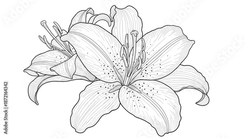 Detailed black and white engraving style illustration of two lily flowers with stamens and speckled petals on white background.