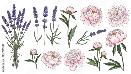 Large set of individual botanical illustrations including pink peonies, lavender branches, and buds on a white background.