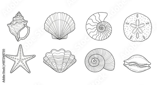 Collection of various seashells and starfish