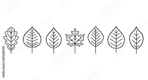 Variety of leaf shapes