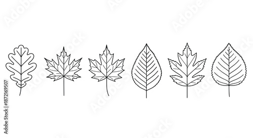 Various leaf shapes and designs