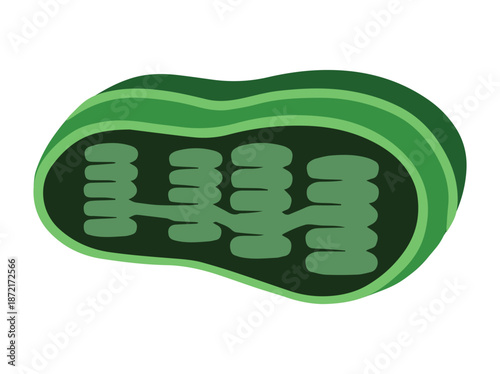Chloroplast Cell Anatomy Clip Art
