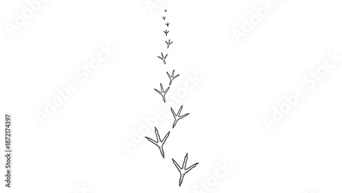 Line art illustration showing a vertical sequence of bird footprints of increasing size on a white background for tracking and nature themes.
