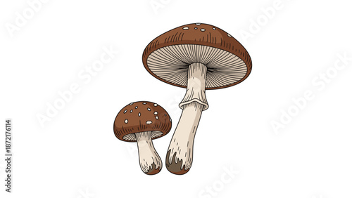 Hand-drawn illustration of two brown mushrooms with white spots on their caps growing together on a white background.