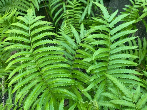 fern leaves in the forest