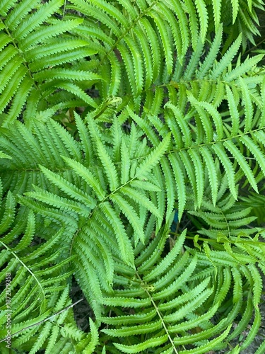 fern leaf background