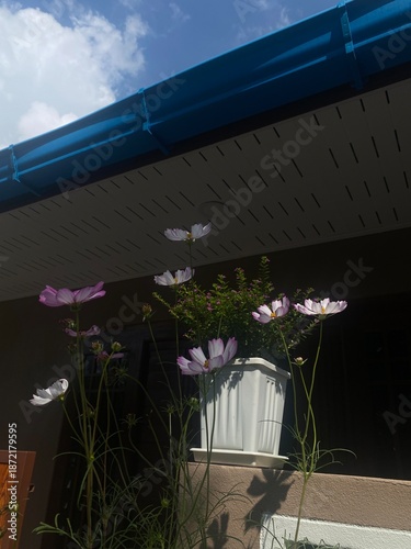 flowers on the balcony