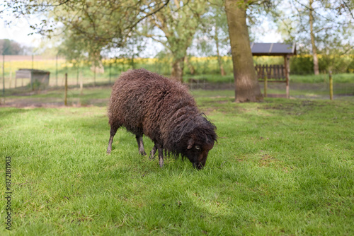 Photos A fluffy dark brown ouessant sheep peacefully grazes on vibrant green grass in a sunny rural meadow