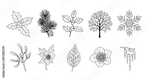 Collection of botanical illustrations