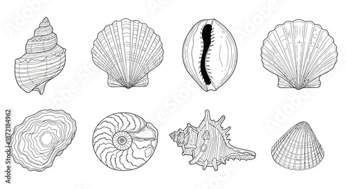 Diverse collection of seashells