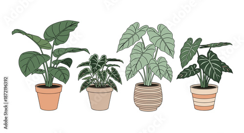 Collection of large leaf tropical indoor plants in diverse ceramic and terracotta pots for home interior decoration and greenery.