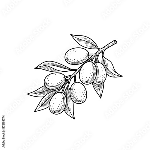 Detailed black and white illustration of an olive branch with ripe olives and leaves, hand-drawn in a vintage engraving style.