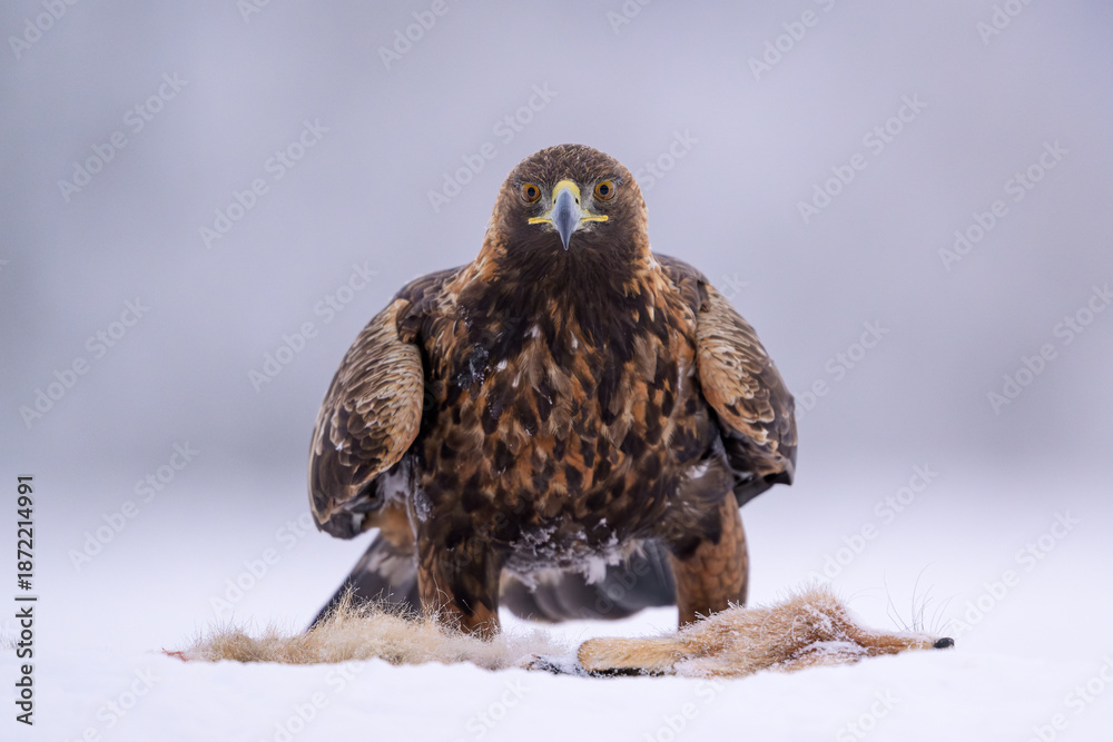 Obraz premium Golden eagle with fox carcass on snow during cold winter