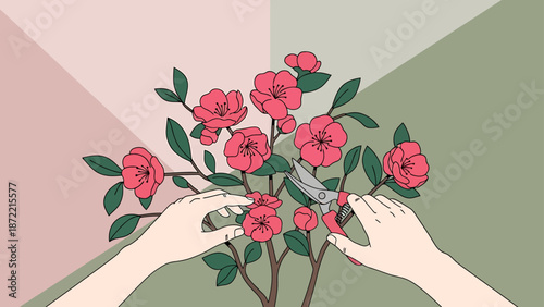 gardening hands pruning flowers from a camellia plant on a split-tone background illustrating floral care and hobbyist lifestyle for spring content.