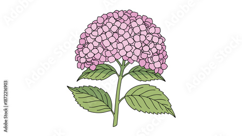 Single hydrangea flower with beautiful pink and purple blossoms and green leaves is illustrated against a plain white background for nature themes.