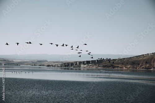 Fotografi birds flying over the lake