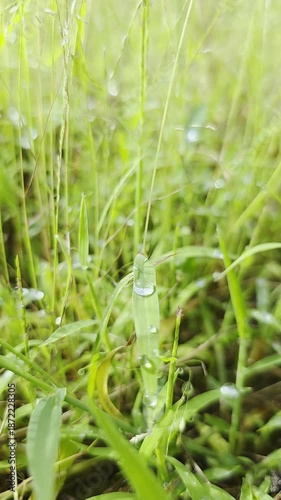 green grass with water drops