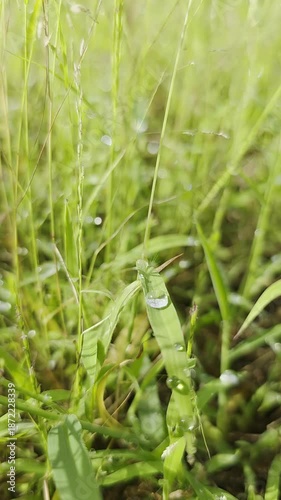 Water droplets on the grass, a gentle breeze blowing.