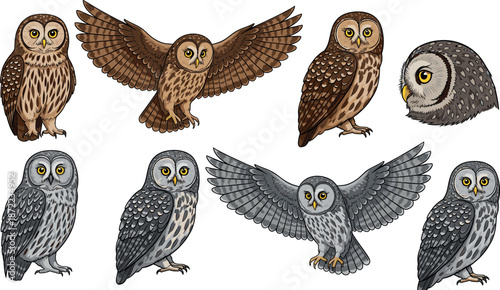 Set of brown and grey owl characters, flat vector illustration of nocturnal birds in various poses including flying and sitting