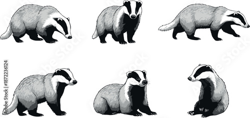 Set of European badger characters, flat vector illustration of woodland mammals in various poses including walking standing and sitting
