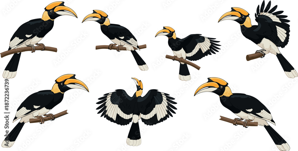 Fototapeta premium Set of great hornbill characters, flat vector illustration of exotic tropical birds in various poses perched on branches and spreading wings