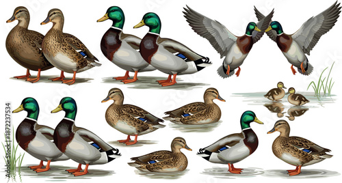 Obraz na plátně Set of mallard duck characters, flat vector illustration of ducks and ducklings
