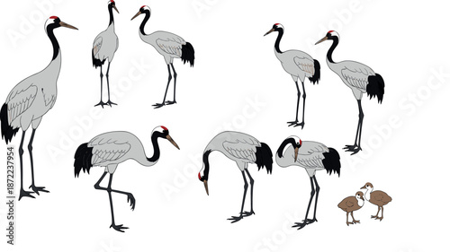 Set of red-crowned crane characters, flat vector illustration of majestic Manchurian cranes in various poses including standing and preening
