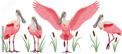 Set of roseate spoonbill bird characters, flat vector illustration of pink wading birds in various poses including standing and spreading wings