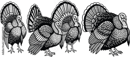 Vintage turkey illustration set, black and white engraved farm bird collection, detailed hand drawn poultry vector design for rustic, traditional, wildlife themes